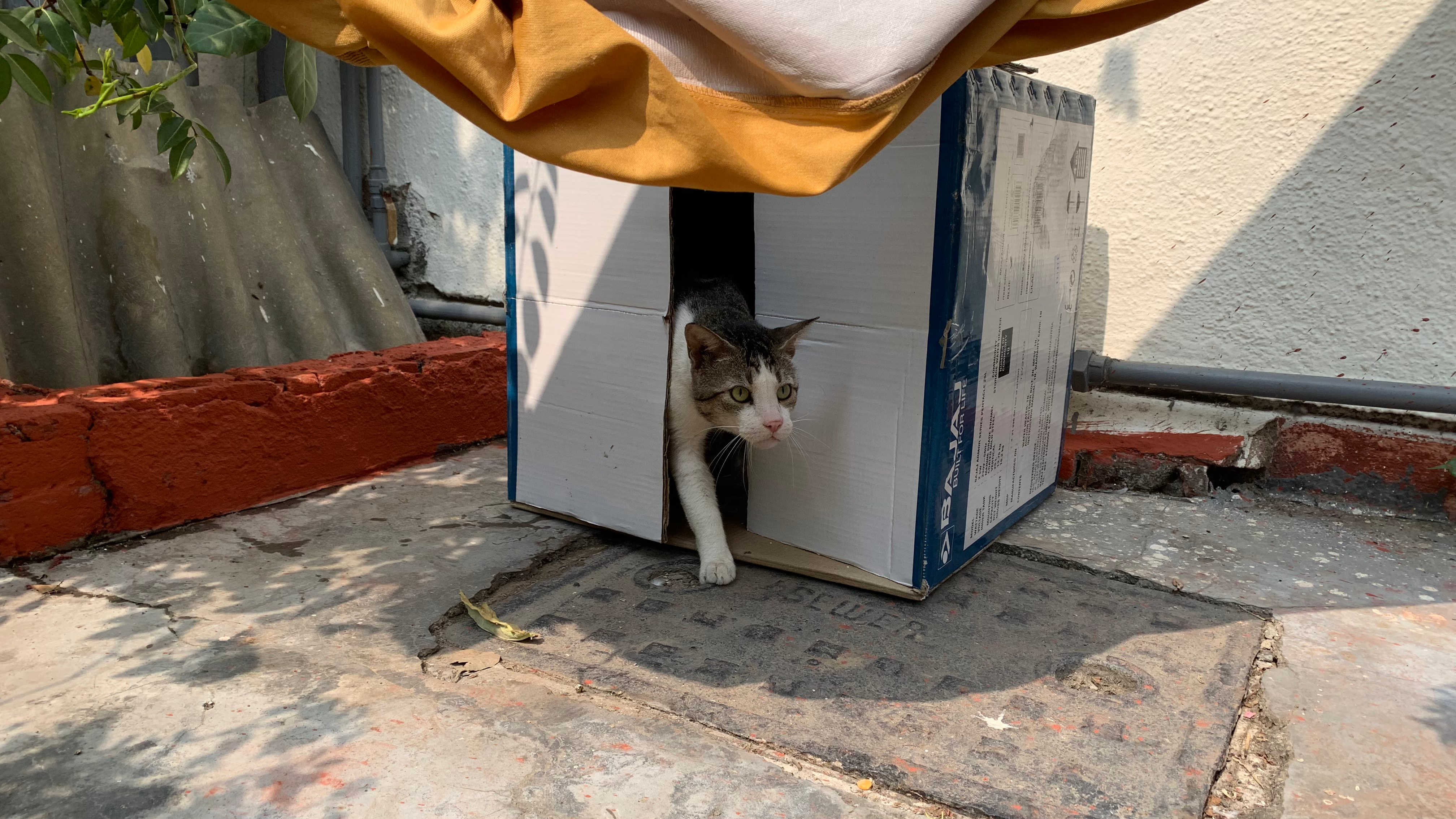 Caring for both cats and humans in a housing community in New Delhi